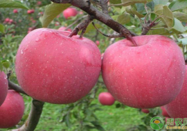 VC果园：洛川苹果的特点及产地介绍