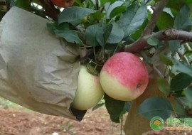 VC果园：洛川县苹果多少钱一斤？宜川苹果和洛川苹果有什么区别？