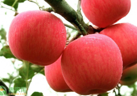 VC果园：栖霞苹果批发市场在哪里？栖霞苹果为何不出名？