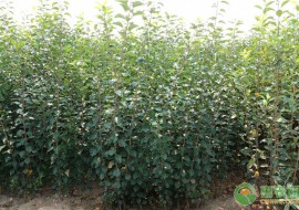 VC果园：红玉苹果树苗多少钱一棵？什么时候种植最好？