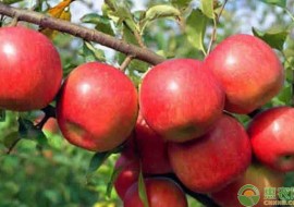 VC果园：红玉苹果的特点是什么？现在怎么很少见了？