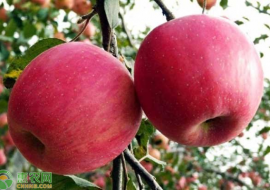 VC果园：野苹果和苹果的区别，野苹果有哪些功效与作用？