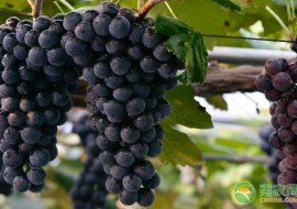 VC果园：最值得种植的葡萄品种介绍