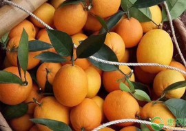VC果园：莲花橙产地在哪里？国内橙子出名产地品种介绍
