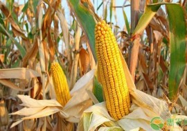 VC果园：今日玉米价格多少钱一斤？春节后的玉米行情走势分析