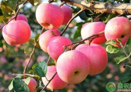 VC果园：2020苹果种植前景及效益分析