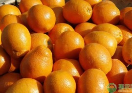 VC果园：种植橙子赚钱吗？附橙子种植前景及效益分析