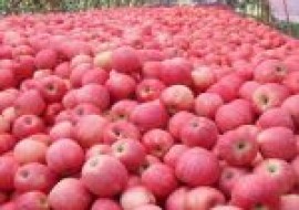 VC果园：适合北方种植的几个优质高产苹果品种