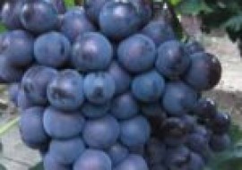 VC果园：适合北方种植的五大无核葡萄品种