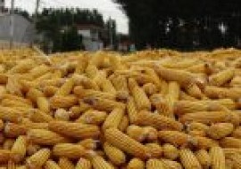 VC果园：现在玉米价格多少钱一吨？2020玉米最新行情走势