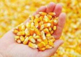 VC果园：4月玉米价格最新行情