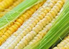 VC果园：玉米价格为何上涨？主要是这几个原因！