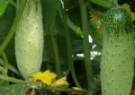 VC果园：黄瓜怎么种植？有哪些技术要点？
