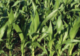VC果园：现在种玉米，每亩施肥多少？用什么土壤？