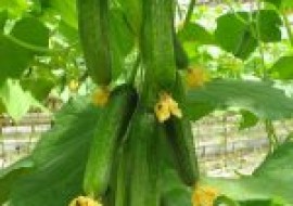 VC果园：旱黄瓜怎么种植？