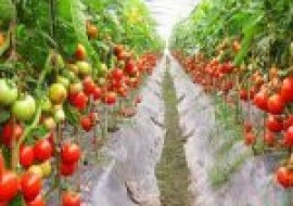 VC果园：大棚西红柿病虫害有哪些防治方法？