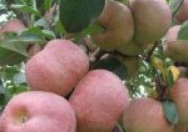 VC果园：苹果树苗怎么种植？