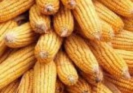 VC果园：今日玉米多少钱一斤？附5月玉米价格行情预测