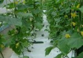 VC果园：阳台黄瓜的种植方法有哪些？