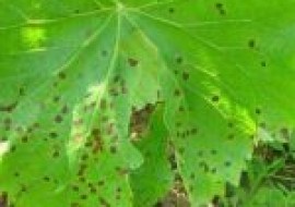 VC果园：葡萄褐斑病发病规律，危害叶片怎么防治？