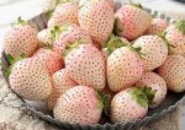 VC果园：菠萝莓为什么没人买？菠萝莓和白草莓的区别在哪？