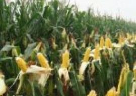 VC果园：2020年6月份全国各地玉米价格行情汇总