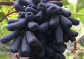 VC果园：2020蓝宝石葡萄最新价格行情，蓝宝石葡萄种植前景利润分析
