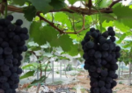 VC果园：夏黑葡萄有籽吗？和巨峰葡萄哪个好吃？