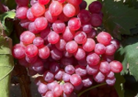 VC果园：优质高产葡萄品种介绍