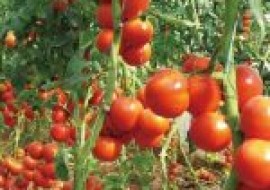 VC果园：番茄灰霉病如何防治？