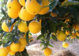 VC果园：橙子的营养价值及食用禁忌
