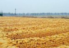 VC果园：2020吉林今日玉米价格最新行情
