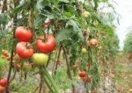 VC果园：番茄早疫病如何防治？