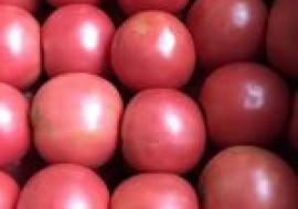 VC果园：现在西红柿多少钱一斤？2020年西红柿价格预测