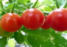 VC果园：种植前景好的西红柿品种介绍
