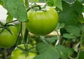VC果园：红番茄黑番茄黄番茄的区别是什么？