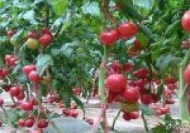 VC果园：优质西红柿种类大全