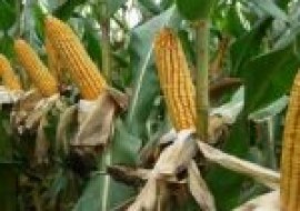 VC果园：2020年7月份全国玉米价格行情预测及走势分析
