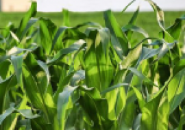 VC果园：2020年玉米价格多少钱一斤？玉米价格上涨原因分析