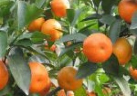 VC果园：砂糖橘子产地在哪里？什么时候上市？