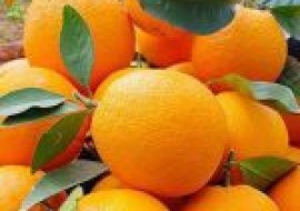 VC果园：2020橙子价格的最新报价及后期走势