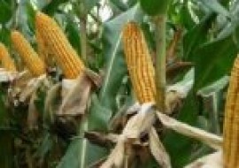VC果园：河南今天的玉米价格是怎样？附玉米最新行情走势
