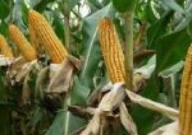 VC果园：新玉米价格多少钱一斤？新玉米市场价格上涨的原因是什么？