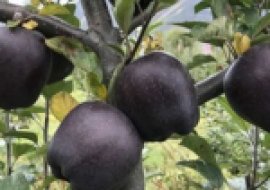 VC果园：像葡萄一样的紫黑水果有哪些？
