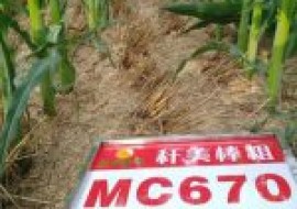 VC果园：我国玉米亩产突破1663.25公斤，是什么品种？适合哪里种？