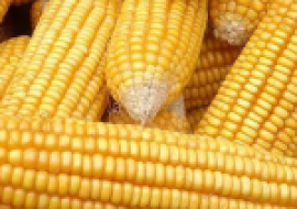 VC果园：我国玉米亩产突破1663.25 公斤，为何玉米产量如此之高？