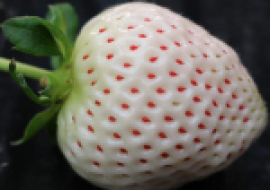 VC果园：2020白草莓苗价格多少钱一株？白草莓种植前景分析