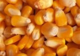 VC果园：2020年11月全国玉米价格最新行情预测及分析