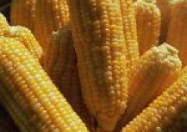 VC果园：2020年11月全国干玉米粒收购价格最新行情分析及后期预测