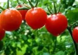 VC果园：什么品种西红柿最好吃？